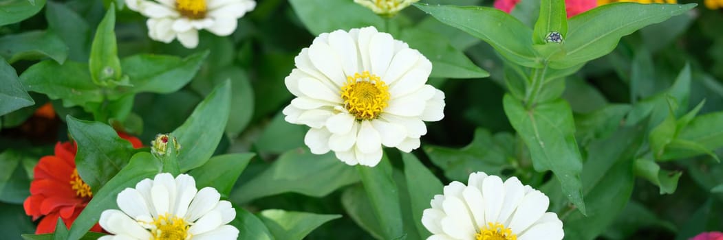 Multicolored chrysanthemum or gerbera flowers in summer garden. Home gardening concept and beautiful flower bed