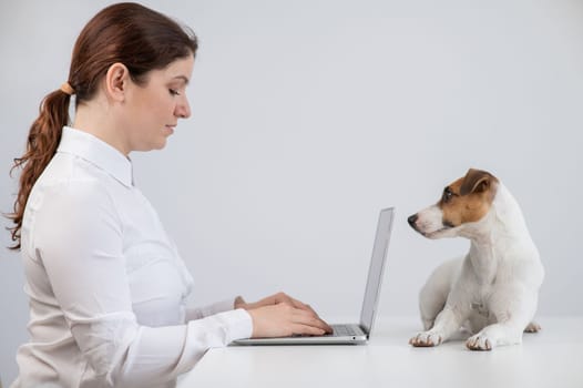 Caucasian woman working on laptop with jack russell terrier dog on table