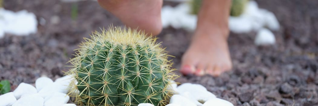 Human leg with painful heel and cactus thorns pierce a woman leg. Leg health and foot pain concept