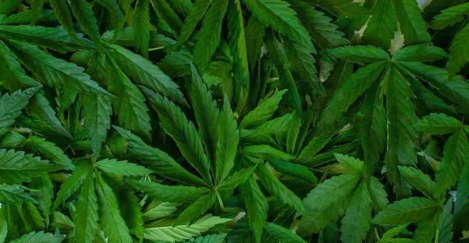 hemp leaves all over the photo. Selective focus