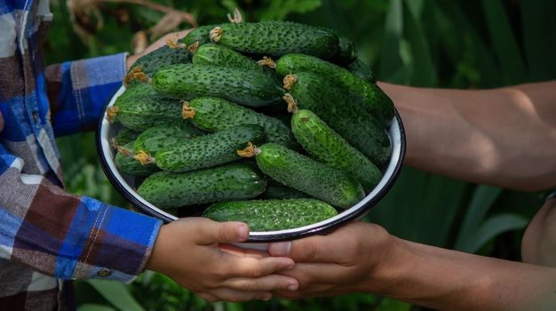 cucumbers in hands, cucumbers in a bowl, baby cucumbers. Selective focus