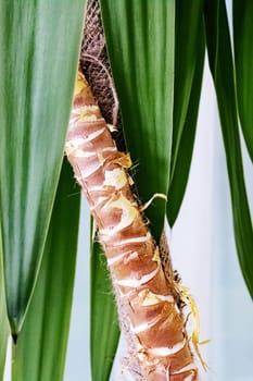 Green leaves of a home plant close up palm
