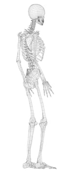 Human skeleton. 3d illustration. Wire-frame style. Illustration for medicine