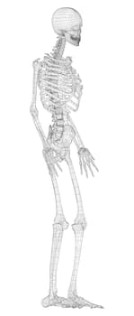 Human skeleton. 3d illustration. Wire-frame style. Illustration for medicine