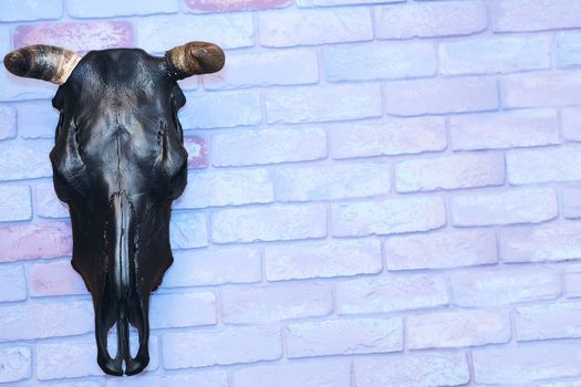 of a dead animal having the skin filled with material to restore the original shape and appearance. Stuffed bull head with horns on a blue pink brick wall.