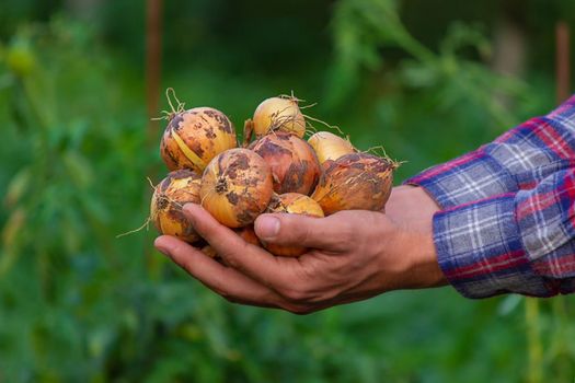 the farmer holds an onion in his hands. Selective focus