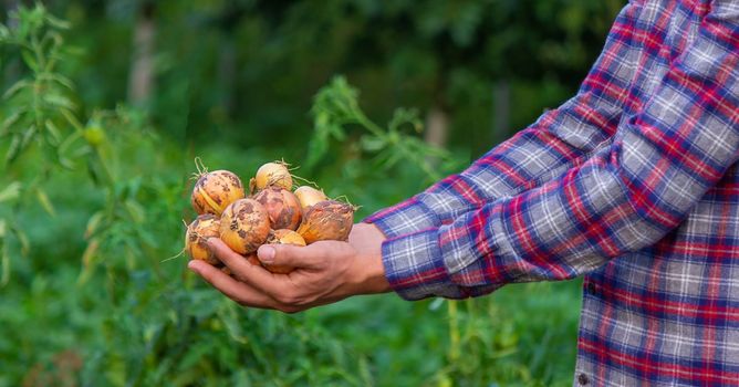 the farmer holds an onion in his hands. Selective focus