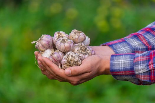 a farmer holds a basket of garlic, close-up. Selective focus