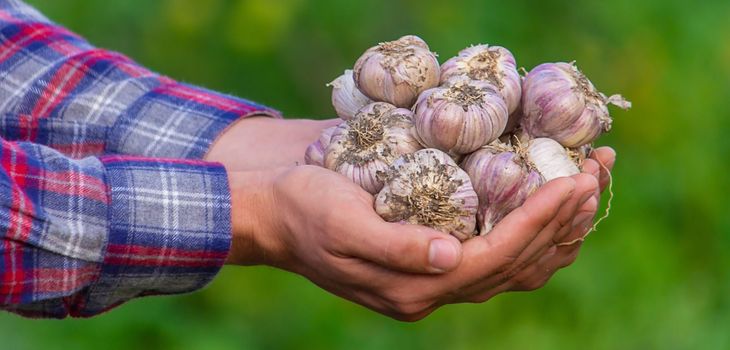 a farmer holds a basket of garlic, close-up. Selective focus