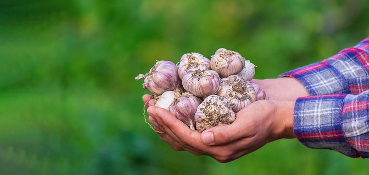 a farmer holds a basket of garlic, close-up. Selective focus