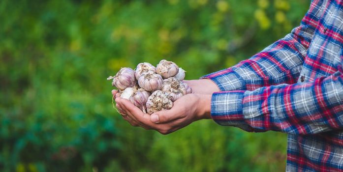 a farmer holds a basket of garlic, close-up. Selective focus
