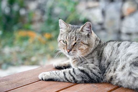 Grey spotted cat lies relaxed on floor of veranda on background of garden, close-up portrait