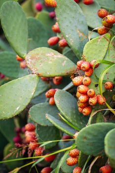 Red Prickly Pear cactus fruit in Italy.