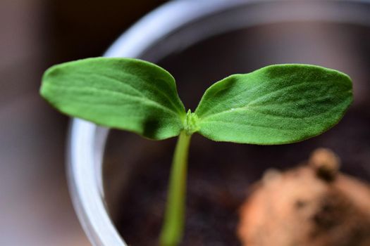 close-up of a small cucumber seedling