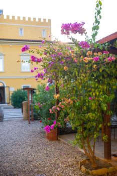 Flowering shrubs on the background of an old villa in the Tuscan region.Italy.