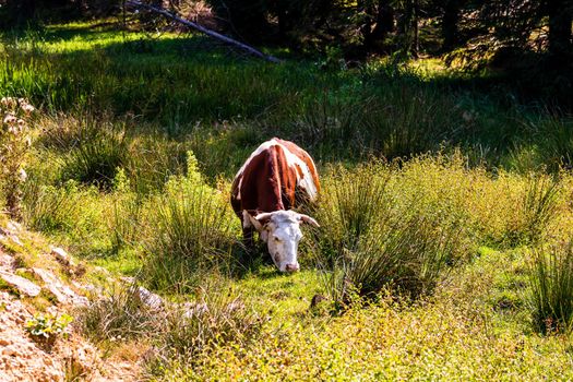 Cow standing and grazing on grassy field, sunny day