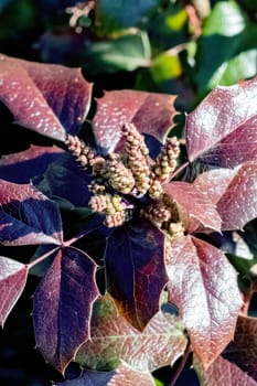 Red leaves of a street plant top view close up