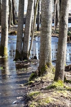 Trees grow out of the water in a swamp in sunlight