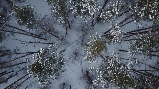 View of the spruce from above. Tall firs in the winter forest. Broken trees and branches lie on the snow. Drone view. 4k