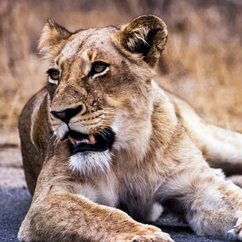 Lion, (Panthera leo), Kruger National Park, Mpumalanga, South Africa, Africa