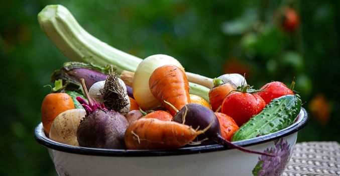 fresh picked vegetables in a bowl in the garden. Selective focus