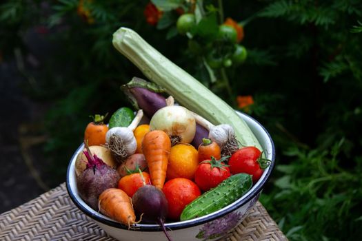 fresh picked vegetables in a bowl in the garden. Selective focus