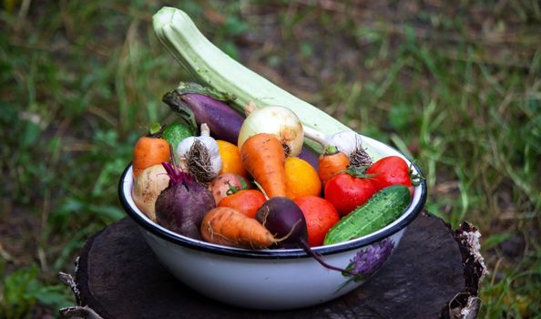 fresh picked vegetables in a bowl in the garden. Selective focus