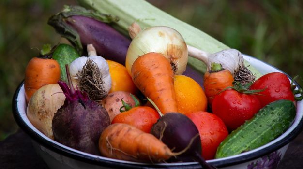 fresh picked vegetables in a bowl in the garden. Selective focus