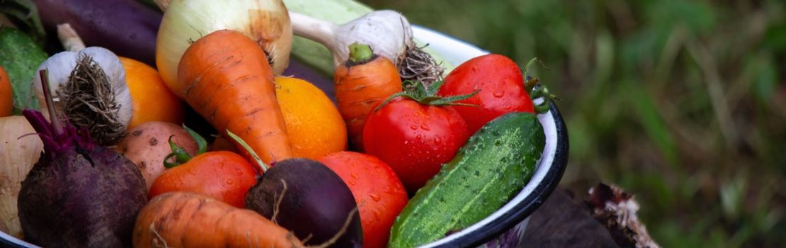 fresh picked vegetables in a bowl in the garden. Selective focus