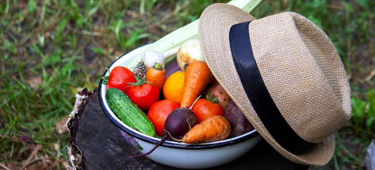 fresh picked vegetables in a bowl in the garden. Selective focus