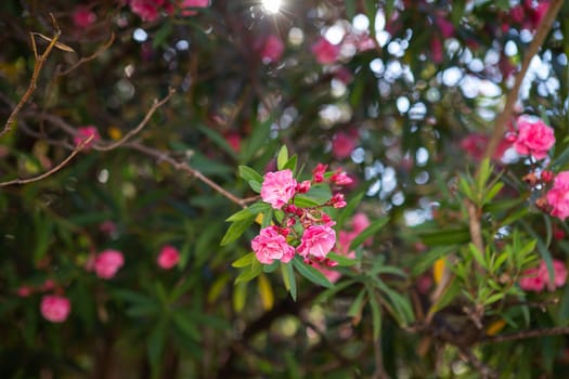 Beautiful pink flowers of begonville in Europe. Mediterranean plants in the garden