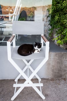 A very beautiful cat sits on a bar stool on the terrace of the restaurant. Homeless cats, homeless animals in a resort town
