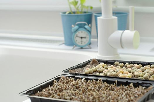 Nature. Food. Growing and watering microgreens at home. Ascending sprouts of greens and pea seeds on the table against the background of a window and flowers in the kitchen interior on a white background. Soft focus.