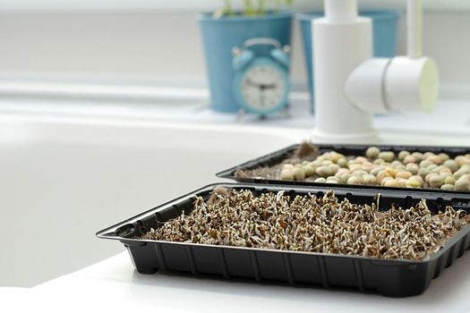 Nature. Food. Growing and watering microgreens at home. Ascending sprouts of greens and pea seeds on the table against the background of a window and flowers in the kitchen interior on a white background. Soft focus.