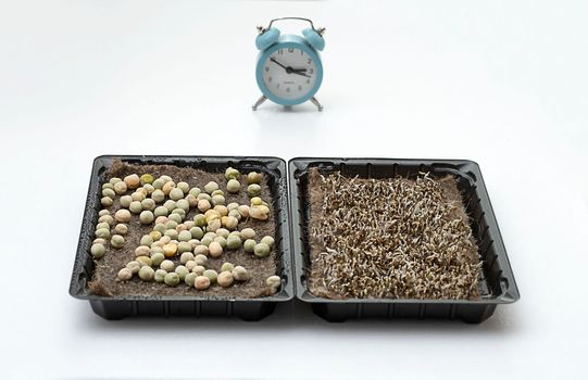 Nature. Health. Growing healthy microgreens at home. Ascending sprouts of green seeds on the table against the background of a clock and a flowerpot with a green flower. Concept. Close-up.