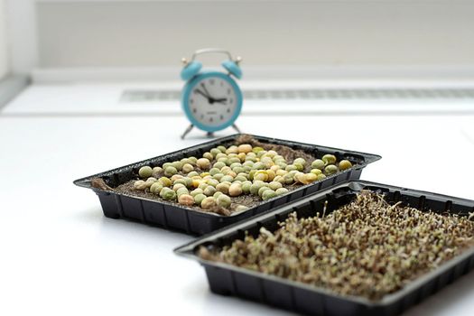 Nature. Health. Growing healthy microgreens at home. Ascending sprouts of green seeds on the table against the background of a clock and a flowerpot with a green flower. Concept. Close-up.