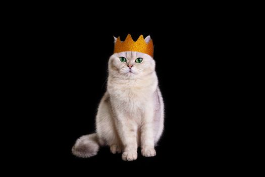 a white king cat in a golden crown sits on an isolated black background, look at camera. Copy space