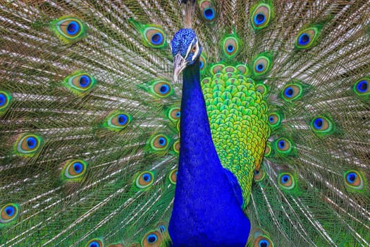 Beautiful blue male Peacock with feathers fanned out in South Asia