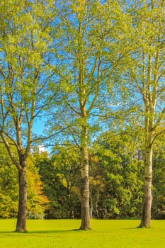 Natural beautiful panorama view on sunny day with green plants trees in the forest of Leherheide Bremerhaven Germany.