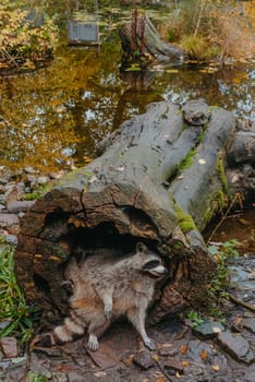 Gorgeous raccoon cute peeks out of a hollow in the bark of a large tree. Raccoon (Procyon lotor) also known as North American raccoon sitting hidden in old hollow trunk. Wildlife scene. Habitat North America, expansive in Europe, Asia.