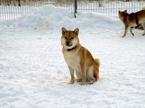 Japanese red coat dog is in winter forest. Portrait of beautiful Shiba inu male standing in the forest on the snow and trees background. High quality photo. Walk in winter