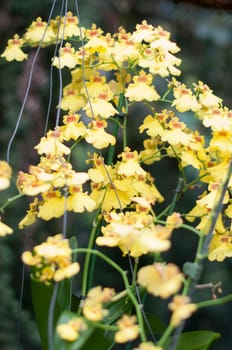 beautiful yellow oncidium orchid flowers , on a garden background, orchid flower at The Orchideen Hoeve Netherlands. quality photo