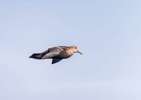 Southern giant petrel bird soaring alongside ship in South Atlantic near Falkland Islands