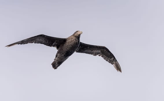 Southern giant petrel bird soaring alongside ship in South Atlantic near Falkland Islands
