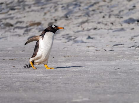 Gentoo penguin walking on beach to sea at Bluff Cove Falkland Islands with wings outstretched