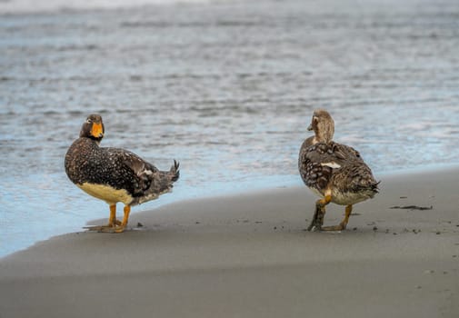 Pair of Falkland Steamer flightless ducks walking by the ocean at Bluff Cove