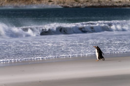 Gentoo penguin walking on beach to sea at Bluff Cove Falkland Islands with wings outstretched