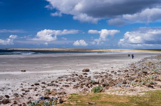 Tourists watching a gentoo penguin walking on beach to sea at Bluff Cove Falkland Islands