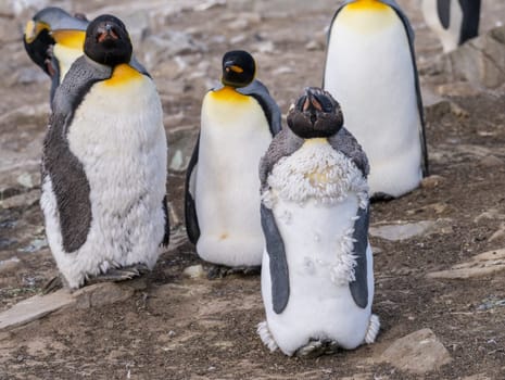 King Penguin juvenile losing its baby or initial feathers and fur among others at Bluff Cove on Falkland Islands