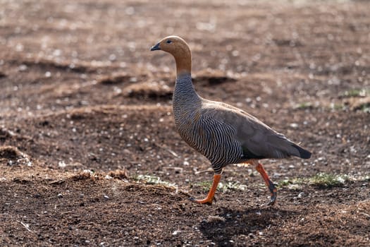 Single ruddy headed goose walking into wind on Falkland Islands